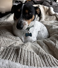 Cosmo