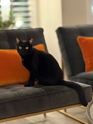 Oliver-2