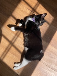 Phoebe-3